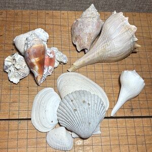 Weathered Seashell Collection Lightning Whelk, Clams, Scallops, Fighting Conch